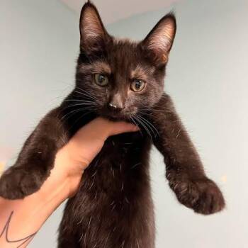 Batman -  Domestic Short Hair Cat for Adoption in Edwardsville, Illinois - Batman | PetCurious
