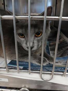 Tank -  Domestic Short Hair Cat for Adoption in Largo, Florida - Tank | PetCurious