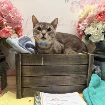 American Shorthair Cats Available for Adoption - Mojave | PetCurious