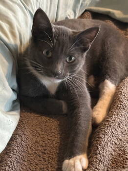Rescue Domestic Short Hair Cats for Adoption in Mesquite, Texas - Luke | PetCurious