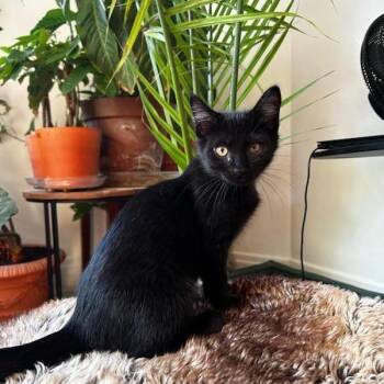 Cassy -  Domestic Short Hair Cat for Adoption in Pittsburgh, Pennsylvania - Cassy | PetCurious