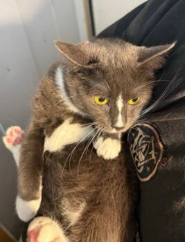 Rescue Domestic Short Hair Cats for Adoption in Medina, Ohio - Shyanne | PetCurious