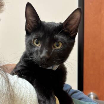 Lu -  Domestic Short Hair Cat for Adoption in Sonora, California - Lu | PetCurious