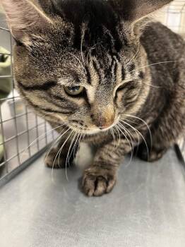Domestic Short Hair Cats Available for Adoption in Las Vegas, Nevada - OGRE | PetCurious
