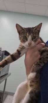Fonda -  Domestic Short Hair Cat for Adoption in Athens, Tennessee - Fonda | PetCurious