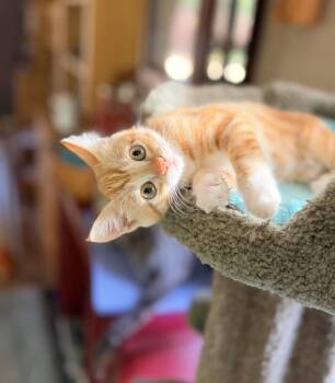 Poppy -  Domestic Short Hair Cat for Adoption in Davis, California - Poppy | PetCurious