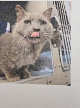 Kaiden -  Domestic Short Hair Cat for Adoption in Cincinnati, Ohio - Kaiden | PetCurious