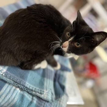 Domestic Short Hair Cats Available for Adoption in Clanton, Alabama - Duke | PetCurious