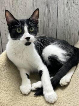 Sandy -  Domestic Short Hair Cat for Adoption in Momence, Illinois - Sandy | PetCurious