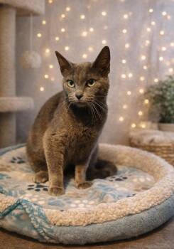 Domestic Short Hair Cats Available for Adoption - Mistie  | PetCurious