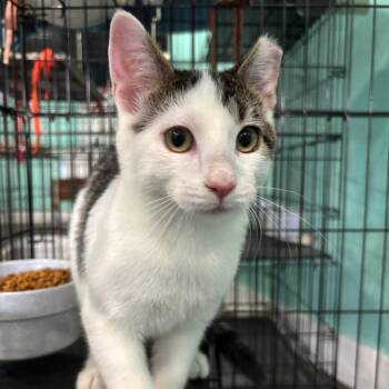 Sal -  Domestic Short Hair Cat for Adoption in Marion, Virginia - Sal | PetCurious