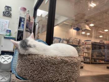 Cricket -  Domestic Short Hair Cat for Adoption in Mayfield, New York - Cricket | PetCurious
