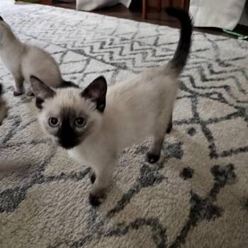 Starry -  Siamese Cat for Adoption in Ferndale, Washington - Starry | PetCurious