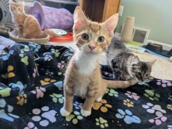 Rescue Domestic Short Hair Cats for Adoption - Thunder 0725 | PetCurious