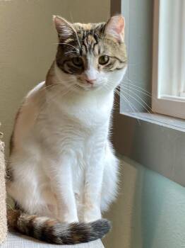 Domestic Short Hair Cats Available for Adoption - Dawn | PetCurious