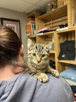 Petrie -  Domestic Short Hair Cat for Adoption in East Brookfield, Massachusetts - Petrie | PetCurious