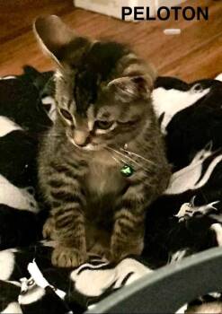Peloton -  Tabby and Domestic Short Hair Cat for Adoption in Walnut Creek, California - Peloton | PetCurious