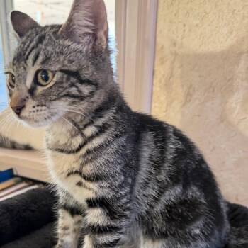 Rumble -  Domestic Short Hair Cat for Adoption in Brea, California - Rumble | PetCurious