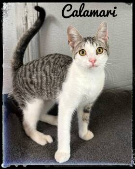 Calamari -  Domestic Short Hair Cat for Adoption in El Cajon, California - Calamari | PetCurious