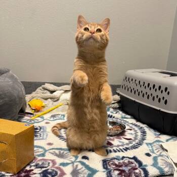 Rescue Domestic Short Hair Cats for Adoption in Fort Collins, Colorado - Lettuce | PetCurious