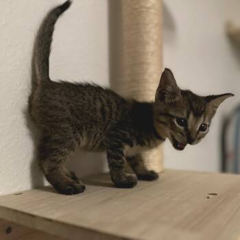 Domestic Short Hair Cats Available for Adoption in Houston, Texas - Morel | PetCurious