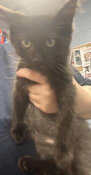 Killian -  Domestic Short Hair Cat for Adoption in Chamblee, Georgia - Killian | PetCurious