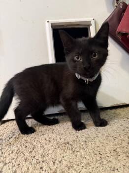 Rescue Domestic Medium Hair Cats for Adoption in Clarksville, Tennessee - Rowdy MCACC | PetCurious