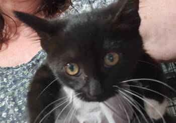 Rescue Domestic Short Hair Cats for Adoption in East Brunswick, New Jersey - Milkweed | PetCurious