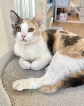 Zinnia -  Domestic Short Hair Cat for Adoption in Novato, California - Zinnia | PetCurious