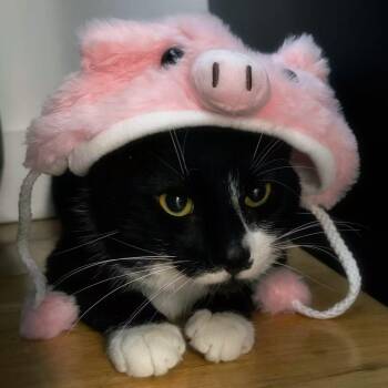 Tuxedo and Domestic Short Hair Cats Available for Adoption - Dumpling | PetCurious