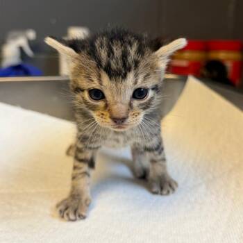 TUSC-Stray-85345_2_3_4 -  Domestic Short Hair Cat for Adoption in Tuscaloosa, Alabama - TUSC-Stray-85345_2_3_4 | PetCurious