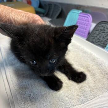 Linguini -  Domestic Short Hair Cat for Adoption in Ponca City, Oklahoma - Linguini | PetCurious