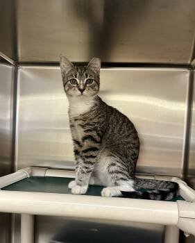 Cactus -  Domestic Short Hair Cat for Adoption in Parsippany-troy Hills, New Jersey - Cactus | PetCurious