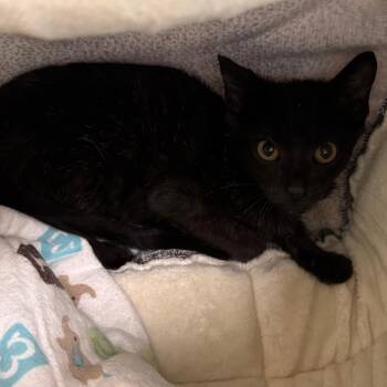 Pepperoni -  Domestic Short Hair Cat for Adoption in Lynchburg, Virginia - Pepperoni | PetCurious