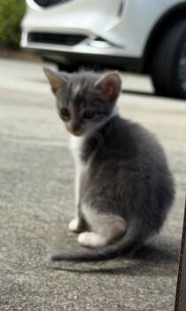 Lacey -  Domestic Short Hair Cat for Adoption in Chamblee, Georgia - Lacey | PetCurious