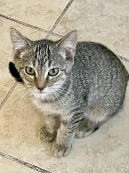 Rescue Domestic Short Hair Cats for Adoption in Lacon, Illinois - Paulie | PetCurious