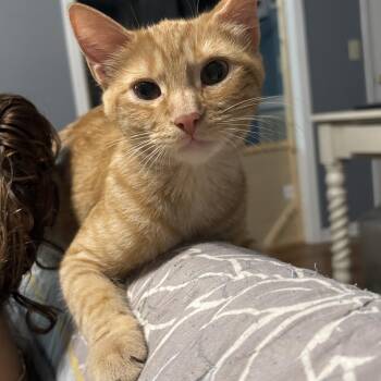 Curly -  Domestic Short Hair Cat for Adoption in Statesboro, Georgia - Curly | PetCurious