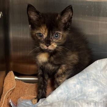 Olivia -  Domestic Short Hair Cat for Adoption in West Palm Beach, Florida - Olivia | PetCurious
