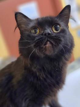 Domestic Medium Hair and Domestic Short Hair Cats Available for Adoption in Westland, Michigan - Echo | PetCurious