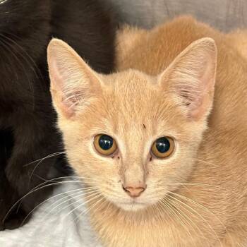 Quincy -  Domestic Short Hair Cat for Adoption in West Palm Beach, Florida - Quincy | PetCurious