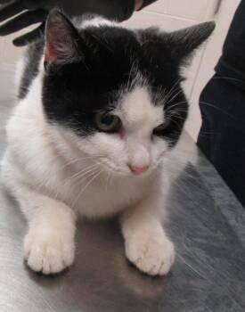 Domestic Short Hair Cats Available for Adoption - (666) | PetCurious