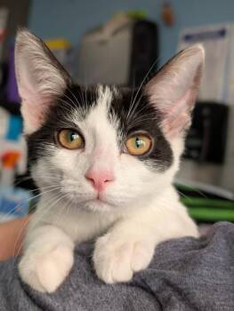 MILLIE -  Domestic Short Hair Cat for Adoption in Canfield, Ohio - MILLIE | PetCurious