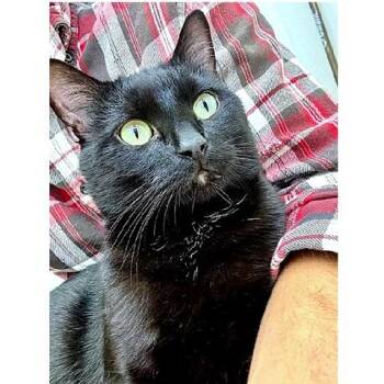 Captain -  Domestic Short Hair Cat for Adoption in Millcreek, Utah - Captain | PetCurious