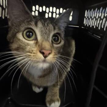 Poppi -  Domestic Short Hair Cat for Adoption in Brentwood, Missouri - Poppi | PetCurious