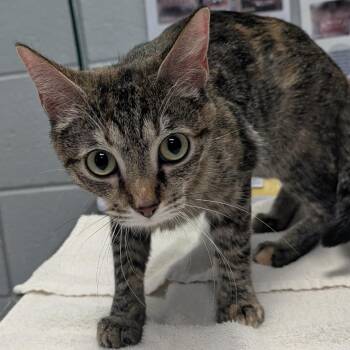 Banana Split -  Domestic Short Hair Cat for Adoption in West Olive, Michigan - Banana Split | PetCurious