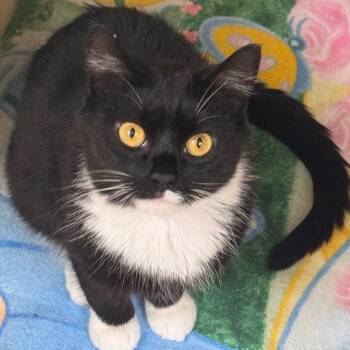 Rescue Domestic Short Hair Cats for Adoption - Nova | PetCurious