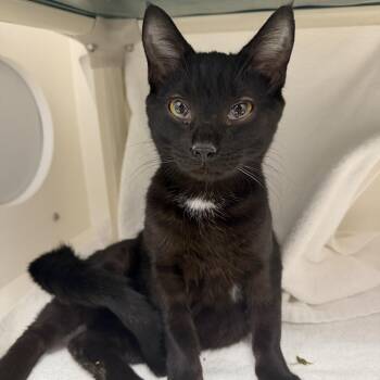 Domestic Short Hair Cats Available for Adoption - Blackjack | PetCurious