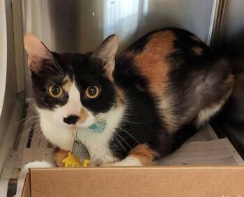 Domestic Short Hair Cats Available for Adoption in St. Louis, Missouri - MEOWTH | PetCurious