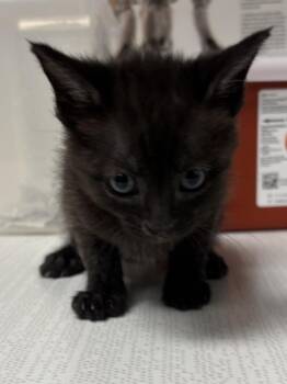 Domestic Short Hair Cats Available for Adoption in Greenfield, Indiana - Boone | PetCurious