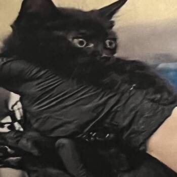 Domestic Short Hair Cats Available for Adoption in Winston-salem, North Carolina - Chewie(grey) | PetCurious